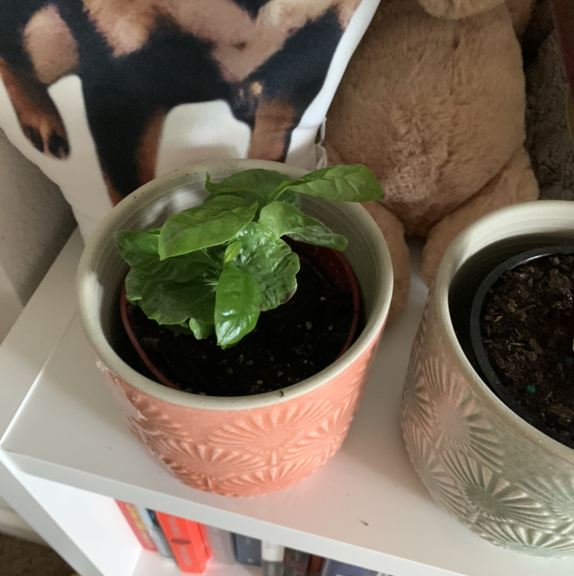 Young Arabian Coffee seedling in decorative pot, held by hands to show scale. Healthy green leaves, no signs of disease.