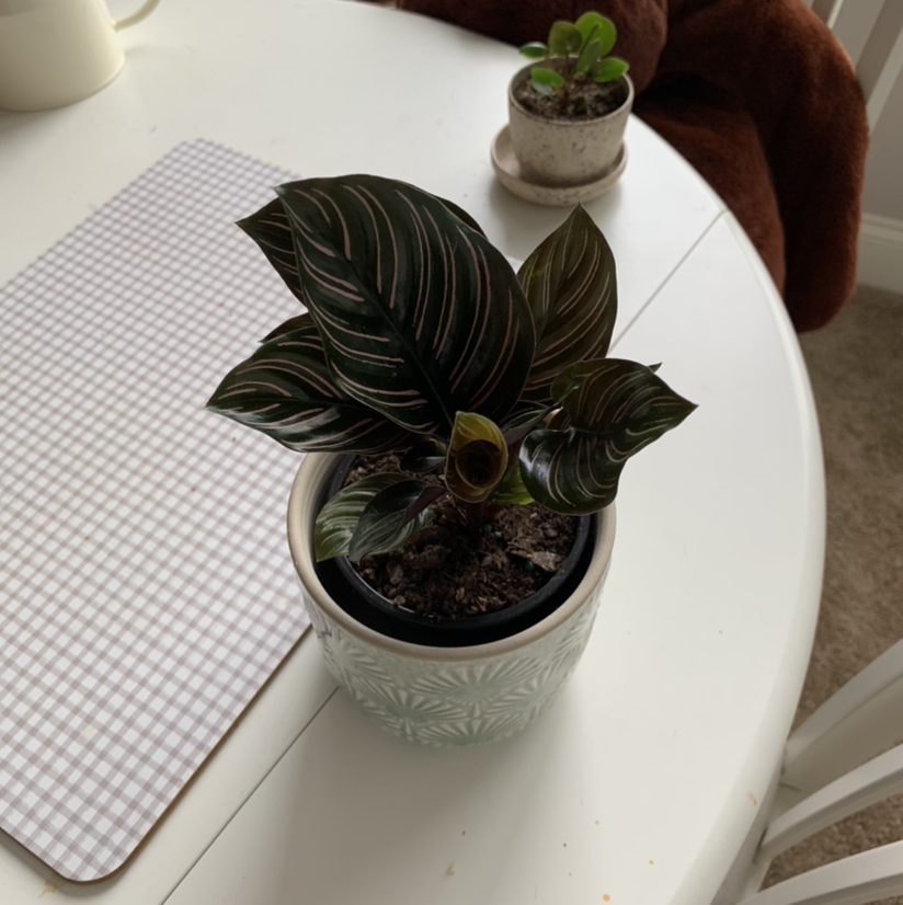 Pinstripe Calathea plant in a pot on a table with another smaller plant in the background.