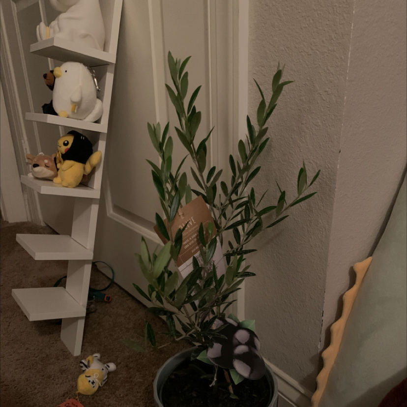 Indoor potted Olive Tree with green leaves, toys on a shelf in the background.