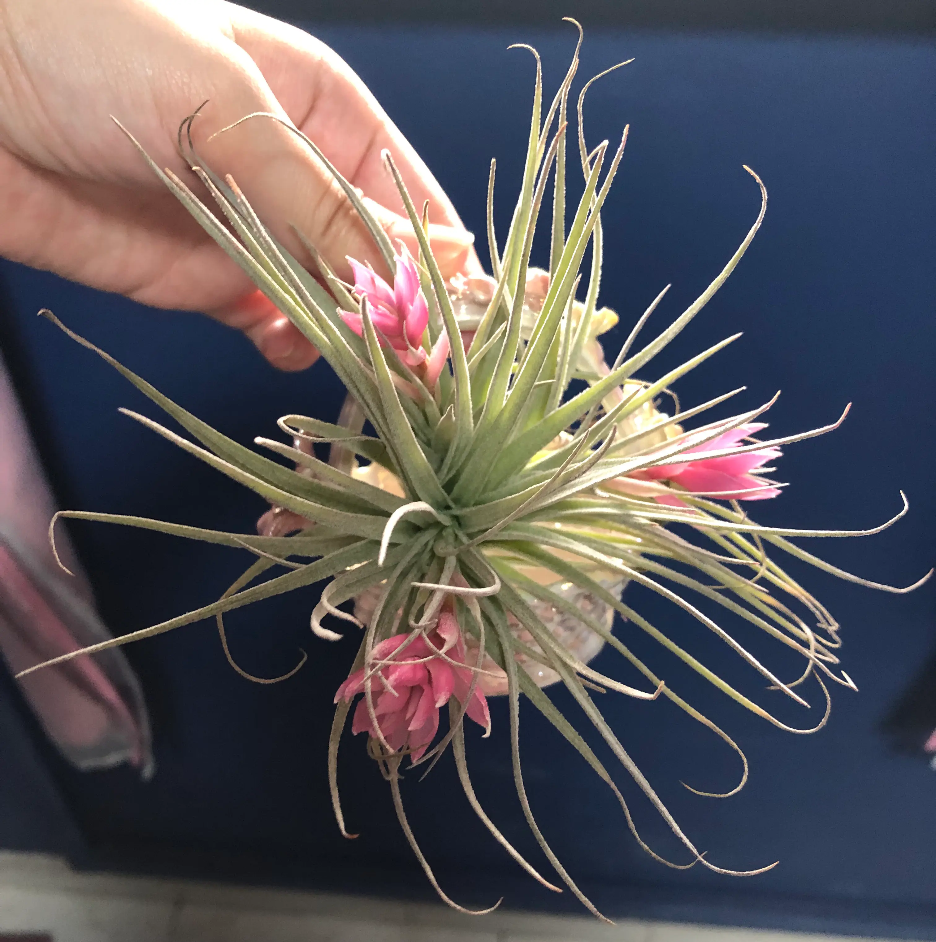 Tillandsia Erubescens plant with pink flowers held by a hand.