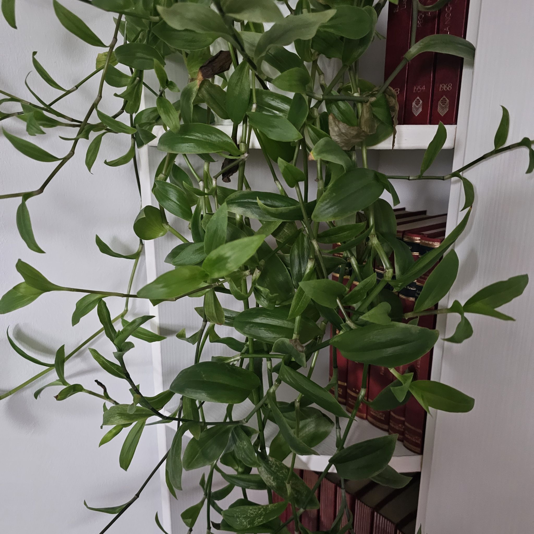 Tradescantia 'Green Hill' plant with healthy green leaves, well-framed and in focus.