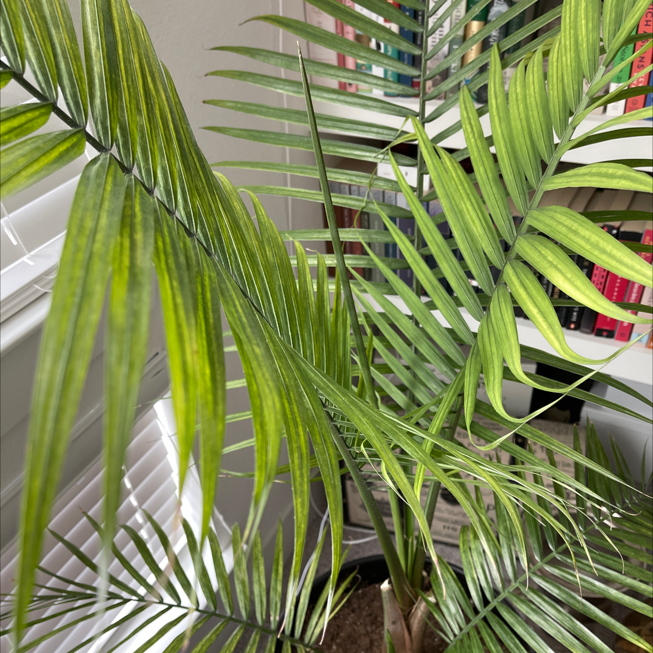 Majesty Palm plant photo by Lindsey named Phillip on Greg, the plant care app.