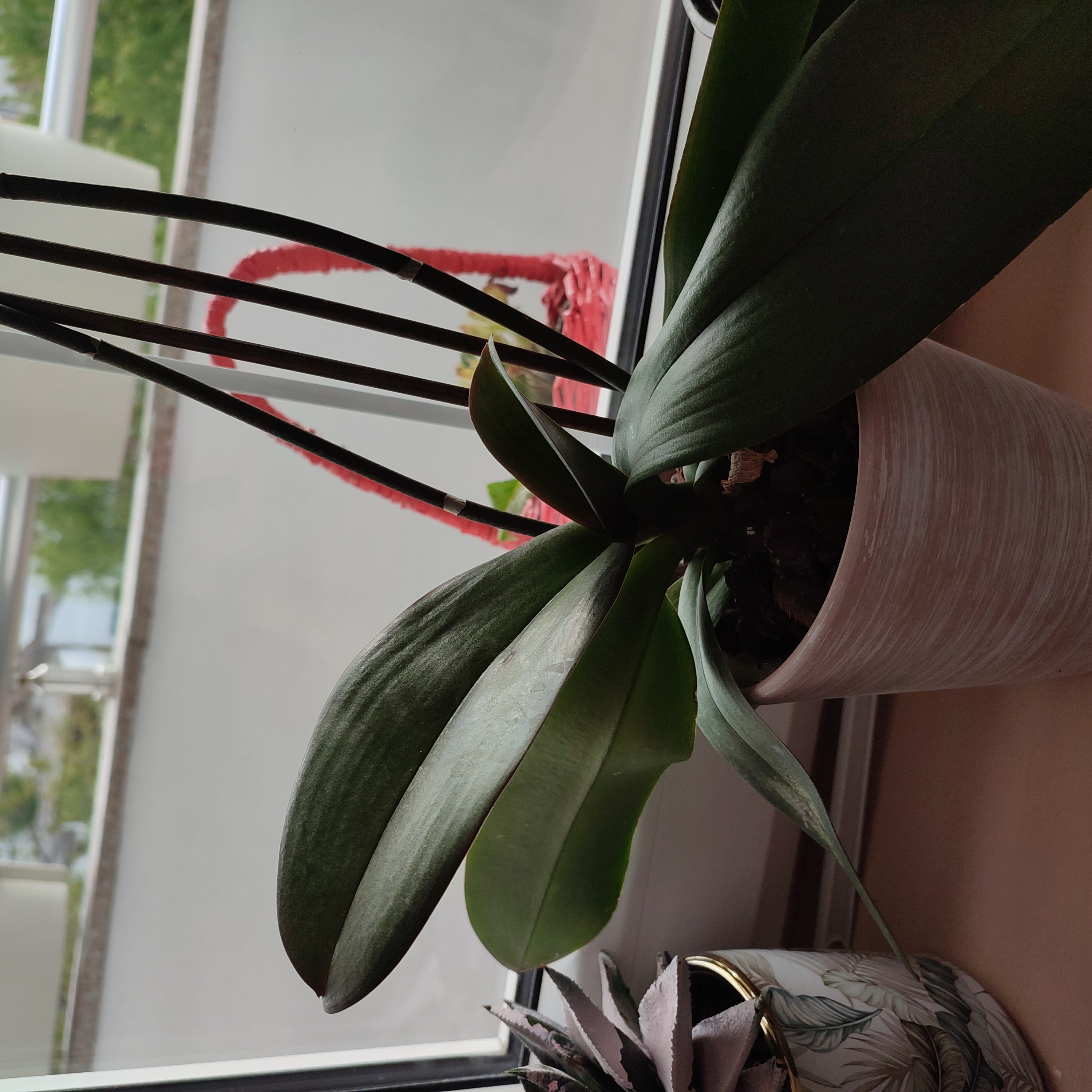 Aphrodite's Phalaenopsis plant in a pot near a window with healthy green leaves.