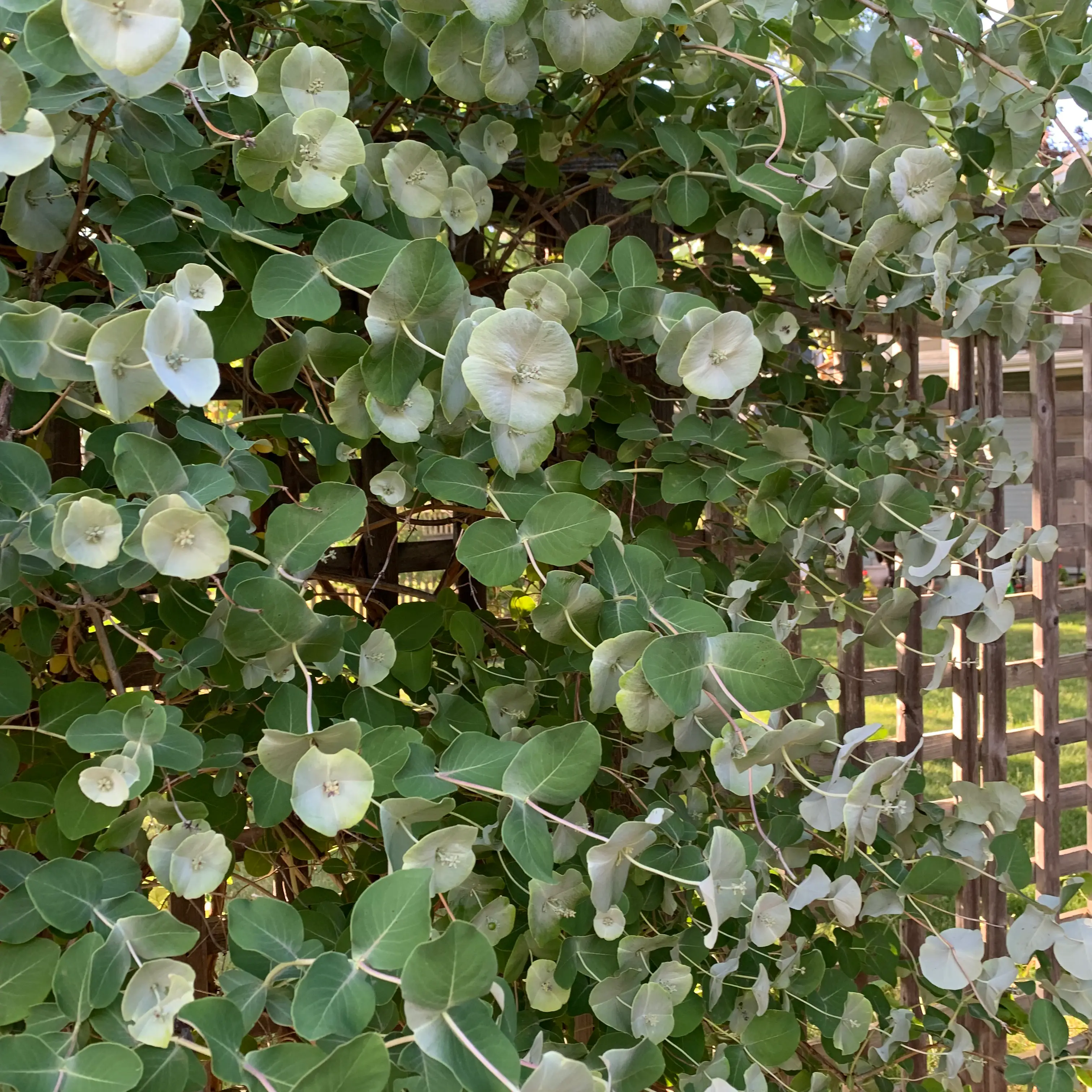 Photo of the plant species Grape Honeysuckle by @MiracleBushhoya named Darwin on Greg, the plant care app