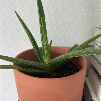 Aloe vera plant in Orlando, Florida