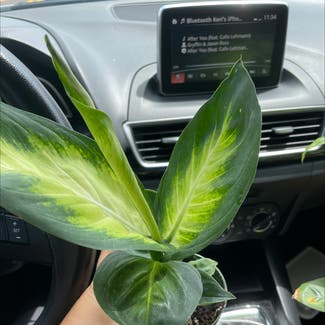 A plant in Orlando, Florida