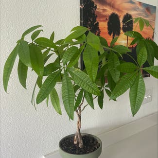 Money Tree plant in Orlando, Florida