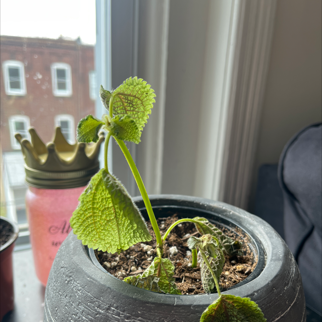Pilea 'Moon Valley' plant in a pot with wilting leaves and visible soil.