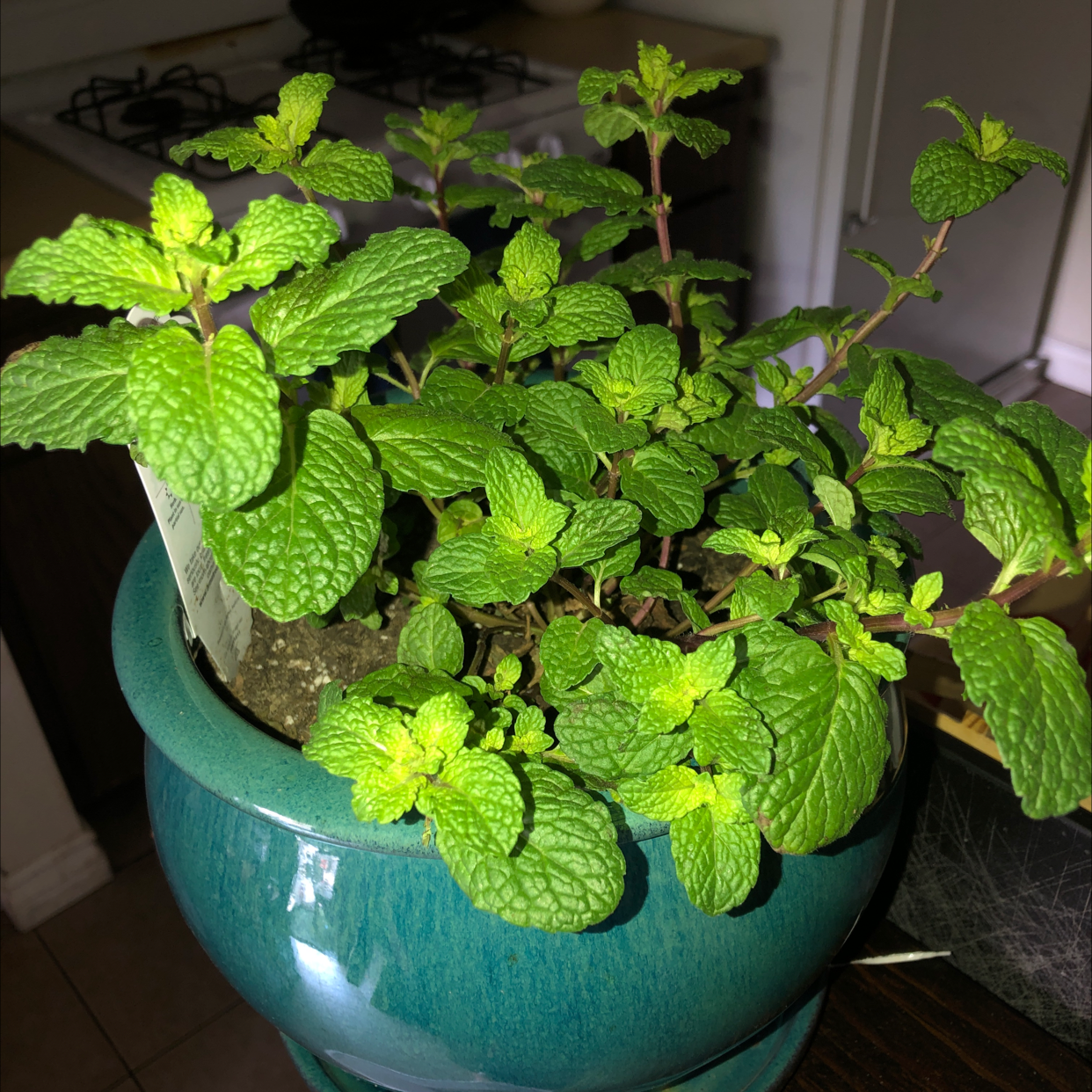 Healthy spearmint plant in a blue pot with vibrant green leaves.