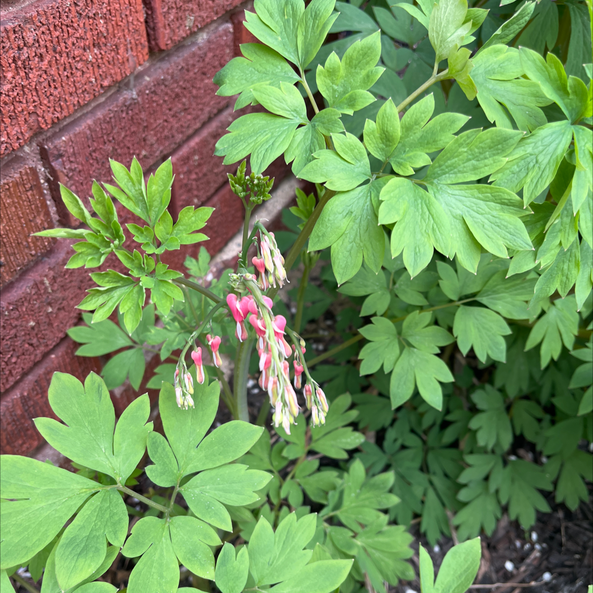 Asian Bleeding-Heart plant with green leaves and pink flowers next to a brick wall.