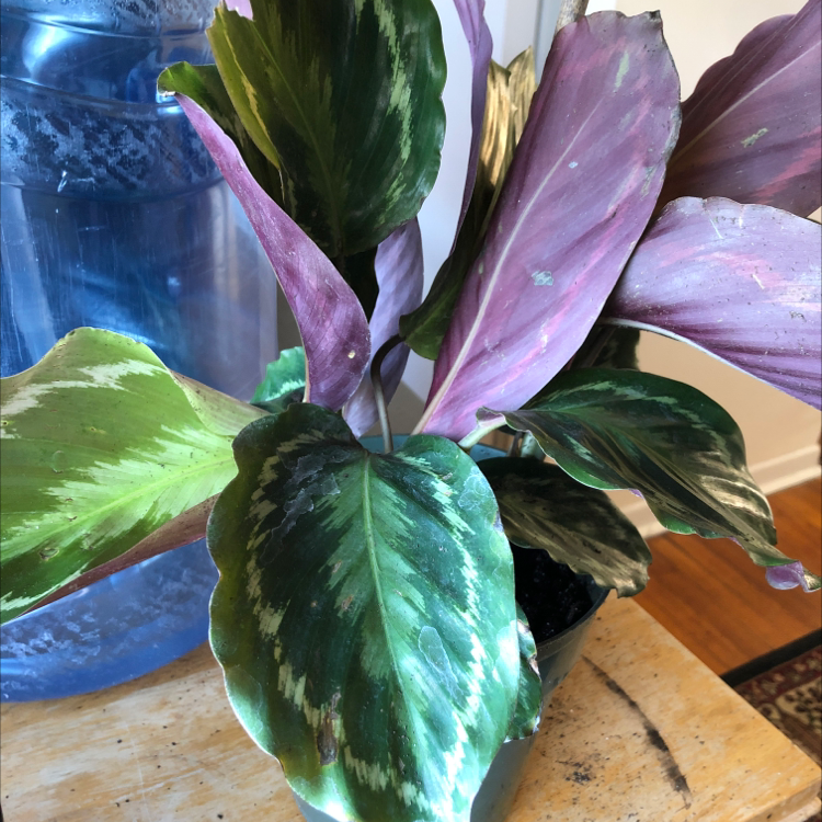 Calathea 'Medallion' plant with variegated leaves, slight discoloration, water container in background.