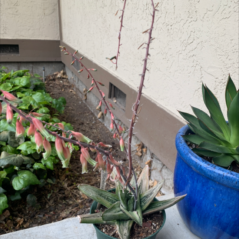 Photo of the plant species Gasteria Batesiana Barberton 'Black Beauty' by @GreenLiving_321 named Bella on Greg, the plant care app
