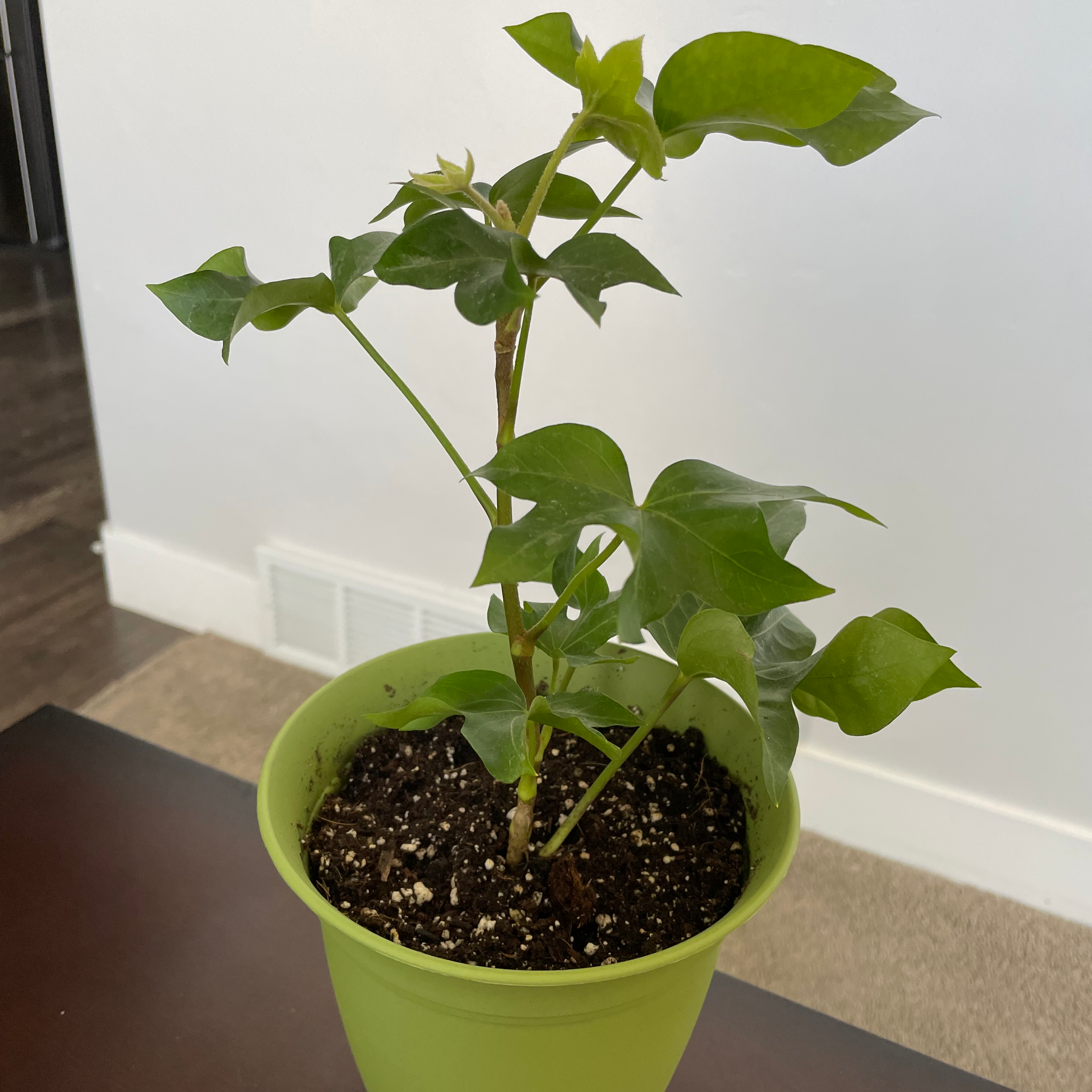 Potted Tree ivy plant with green leaves in a green pot, soil visible.