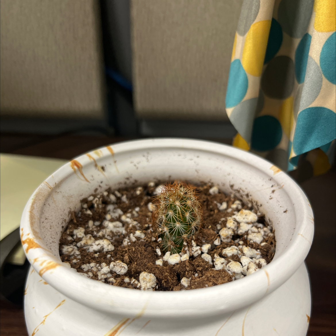 Lady Finger Cactus 'Copper King' in a white pot with visible soil.