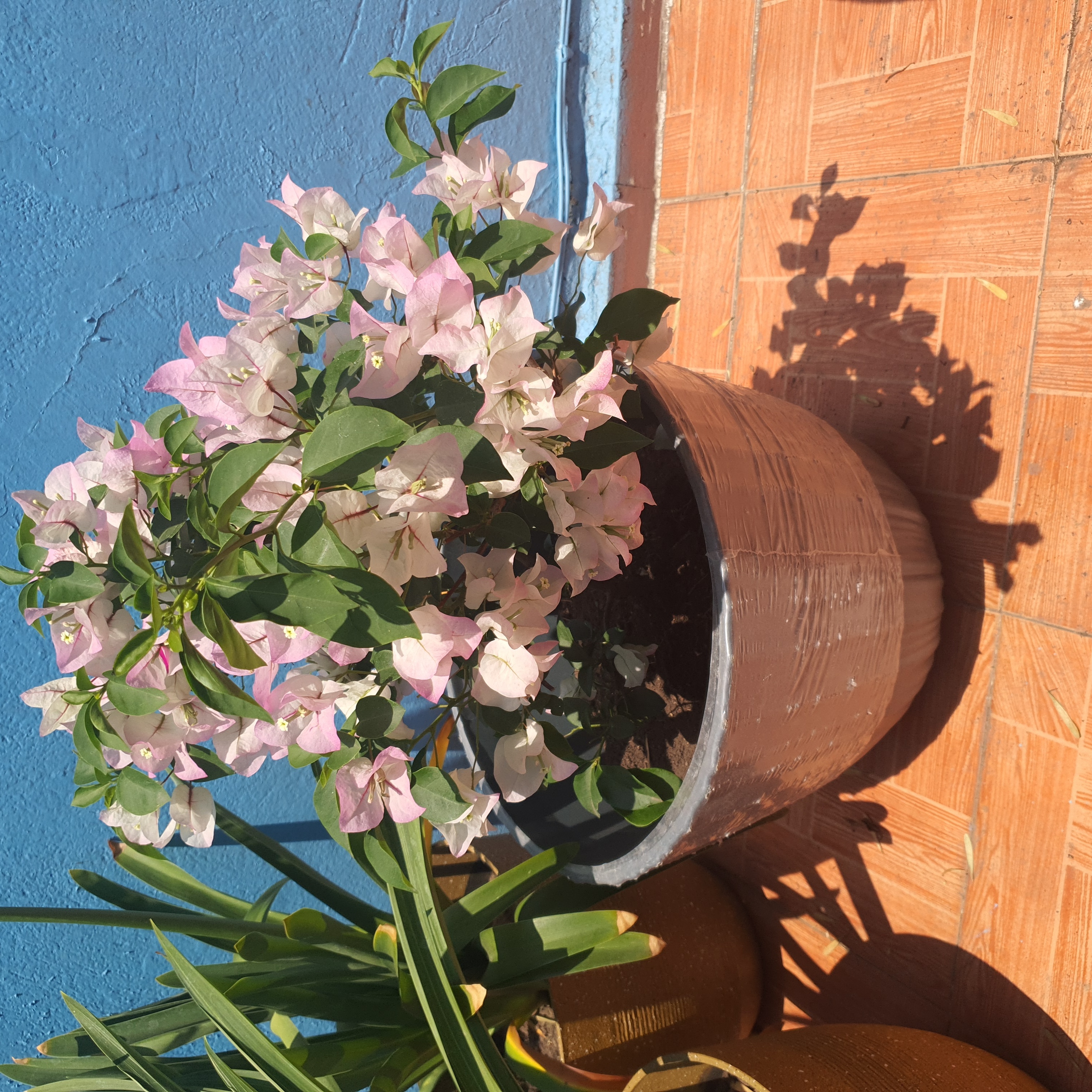 Potted Lesser Bougainvillea with pink and white flowers, healthy green leaves, and visible soil.