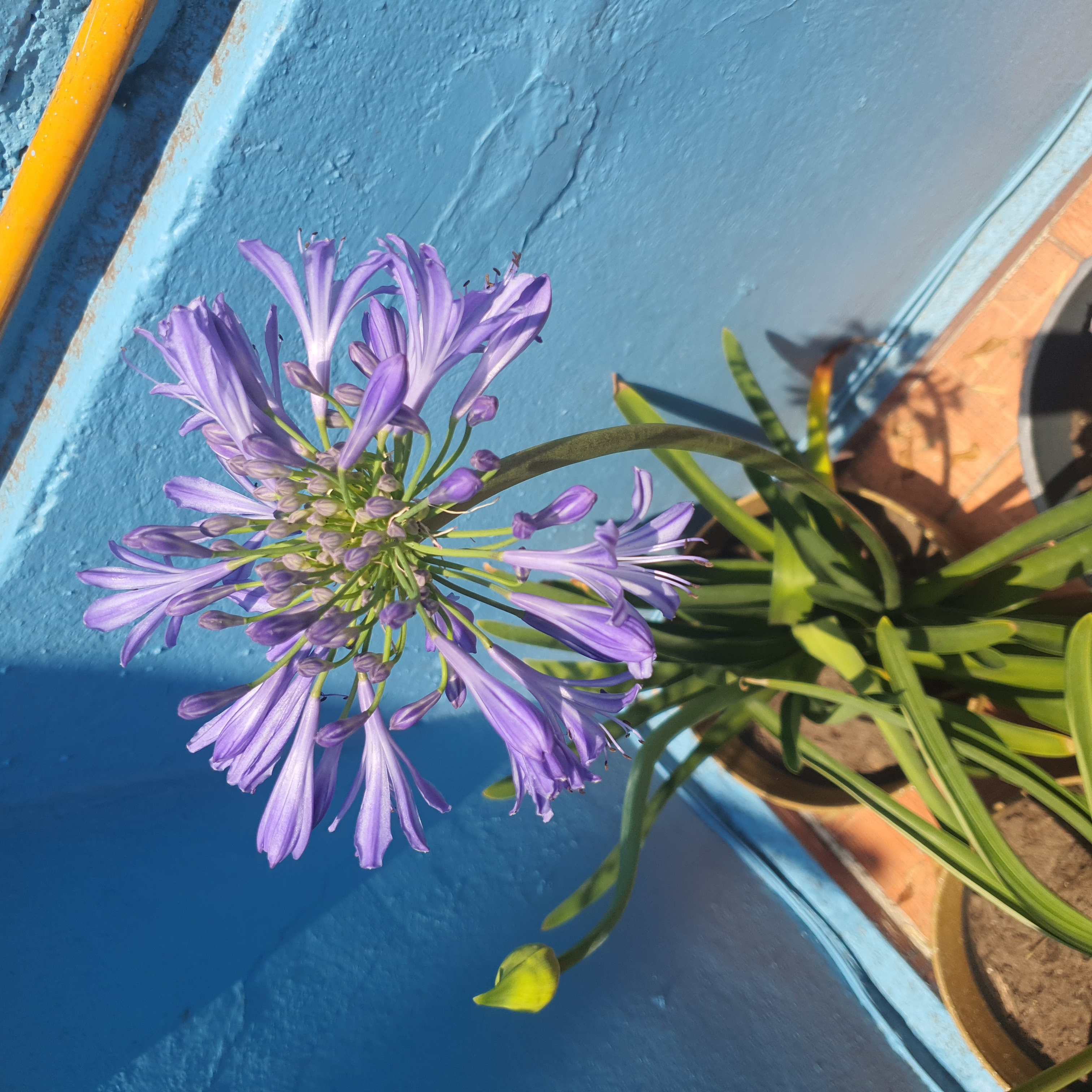 Blue Lily plant with vibrant purple flowers, healthy and well-framed.