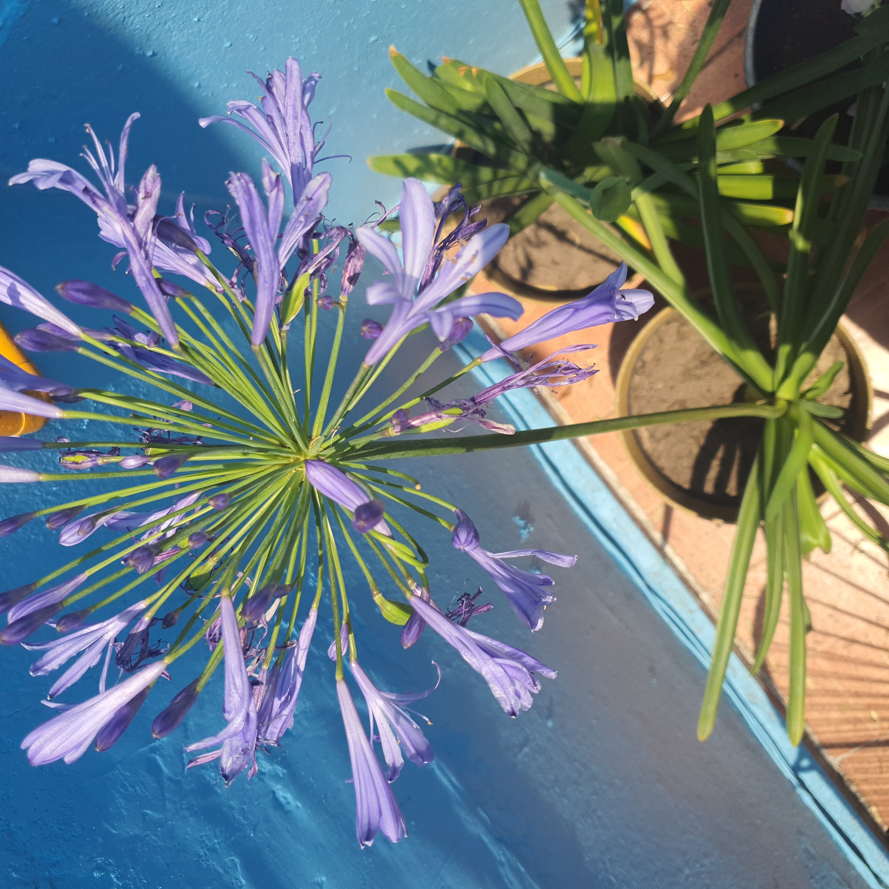 Blue Lily plant with vibrant purple flowers, well-framed and healthy.