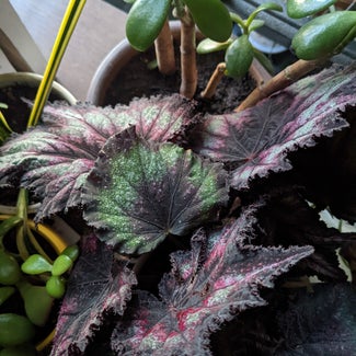 Rex Begonia plant in Frenchtown, New Jersey