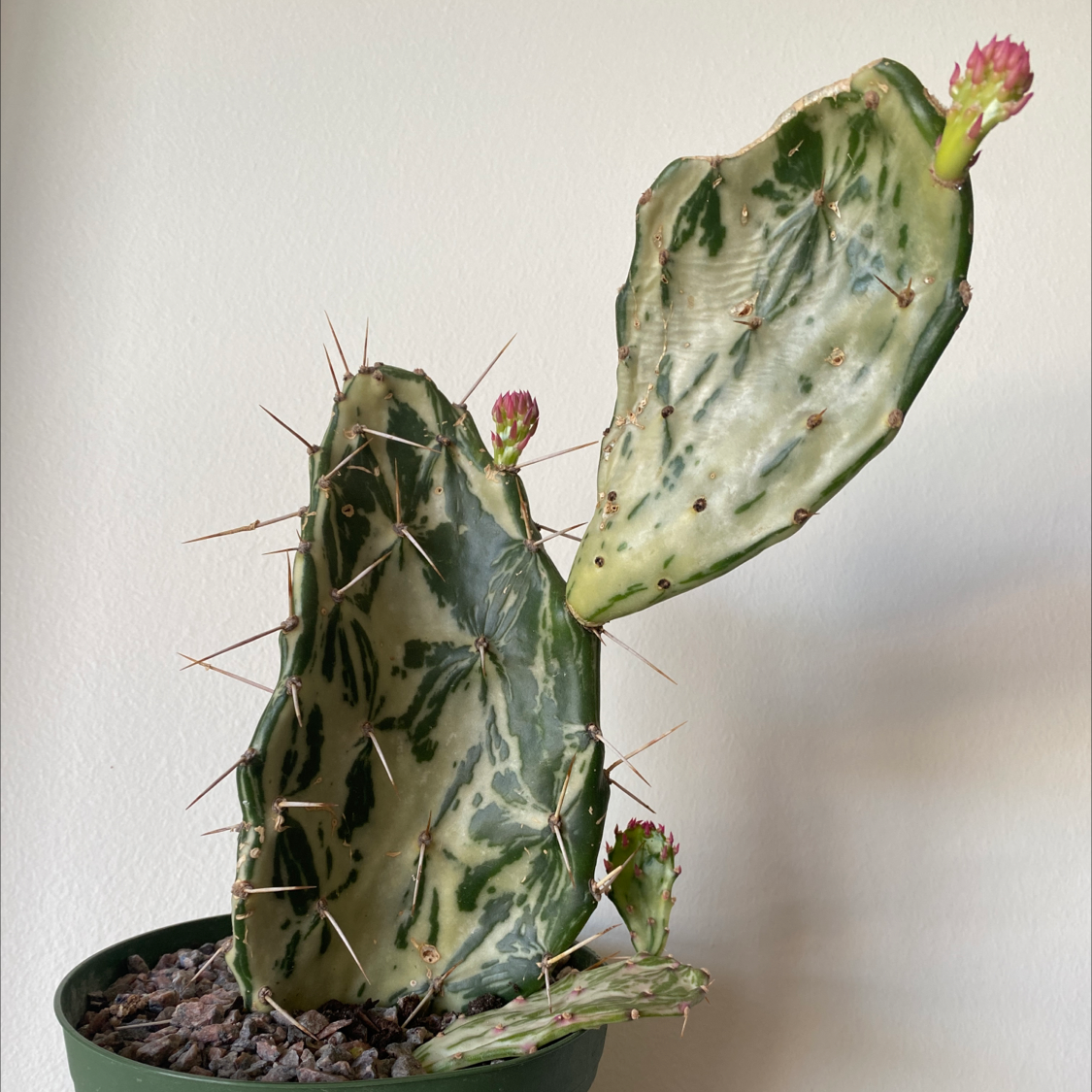 Cochineal Cactus with variegated pads and visible soil in a pot.