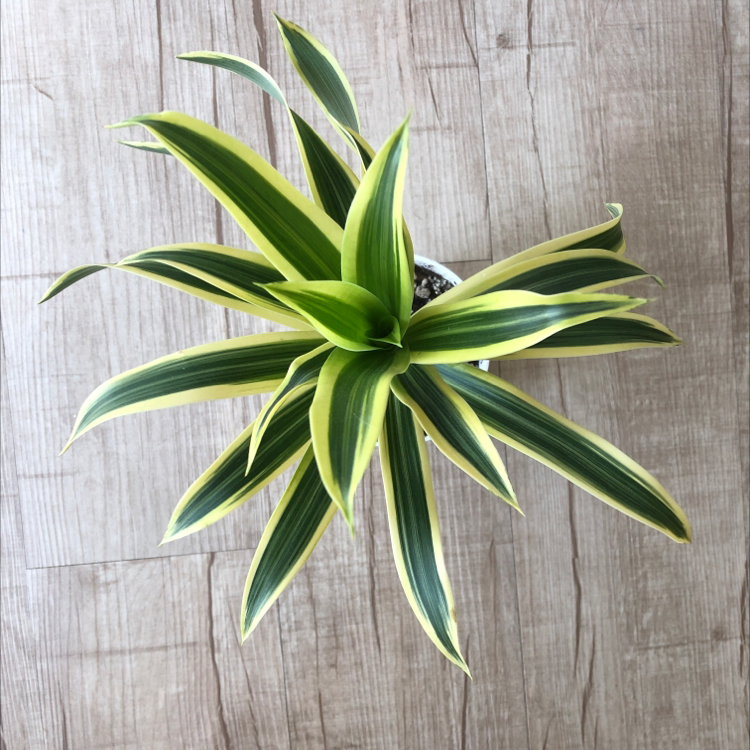 Photo of the plant species Song of India by @jasen named Song of India on Greg, the plant care app