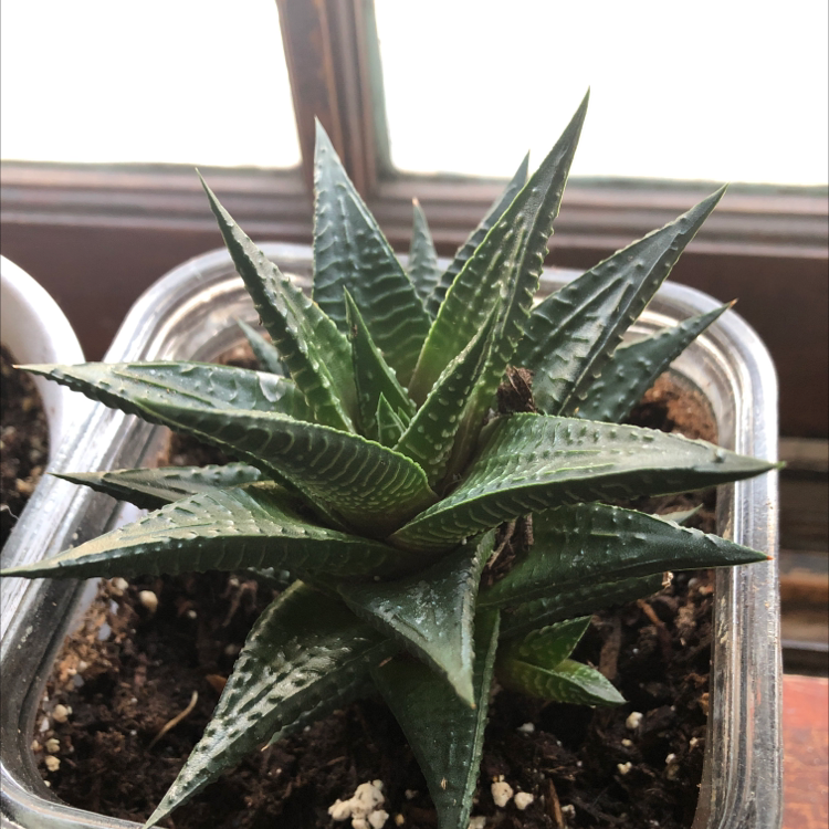 Healthy Haworthia truncata succulent plant with thick green leaves covered in white ridges, in a small terra cotta pot.