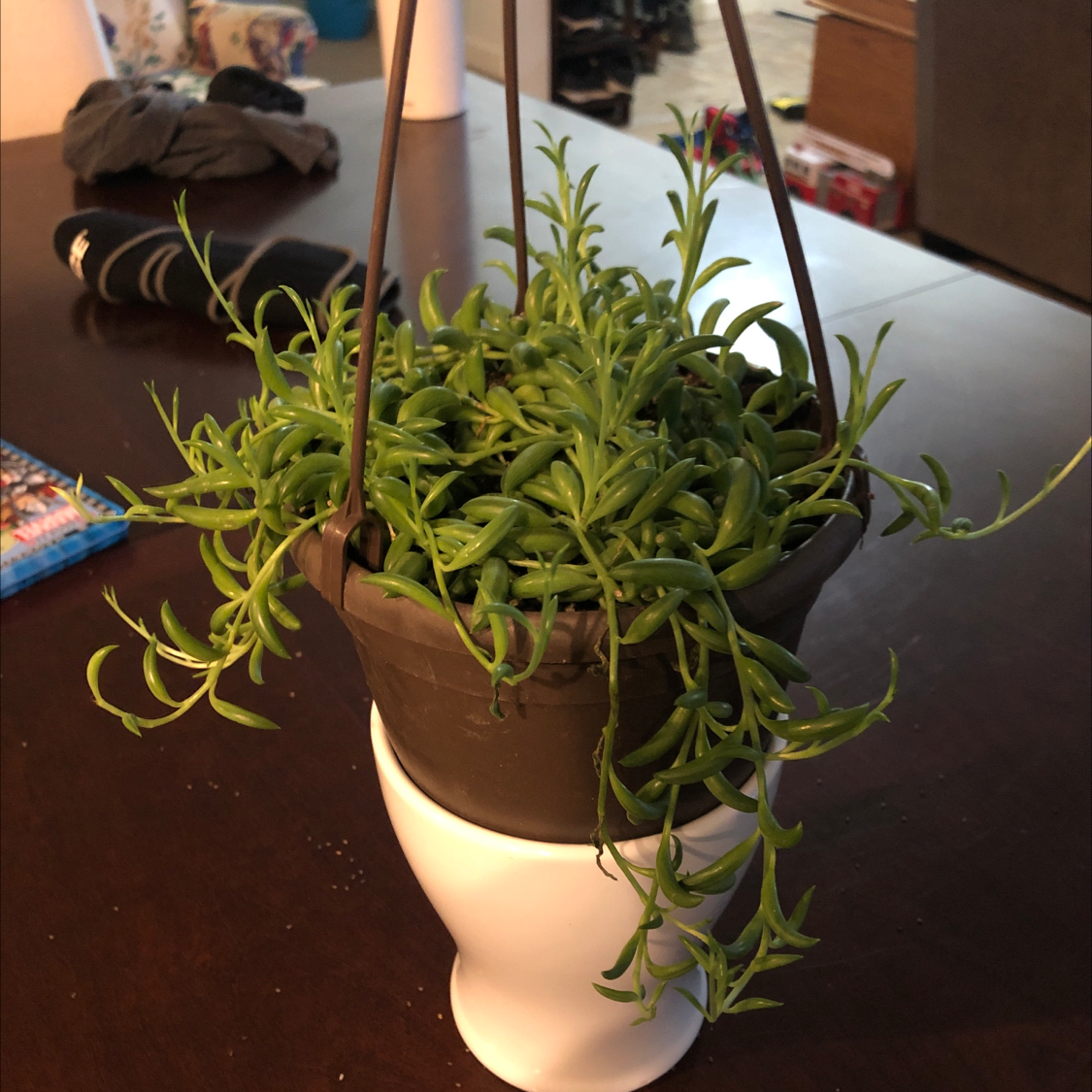 A healthy String of Bananas plant with long trailing vines and small banana-shaped leaves hanging in front of a mirror.