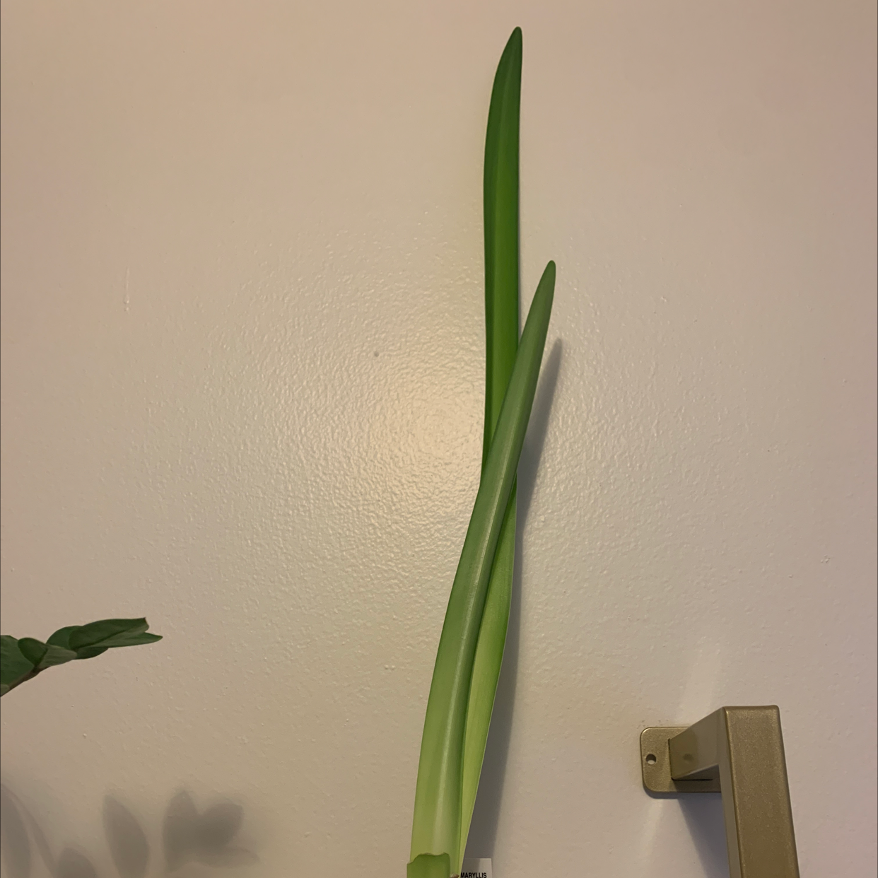 Paperwhite plant with long, slender green leaves against a plain wall.