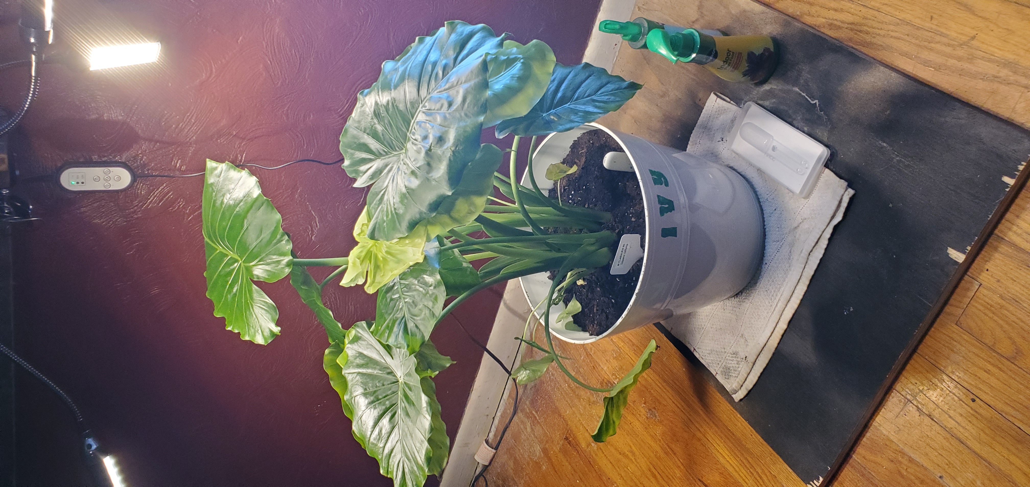 Alocasia gagaena 'California' plant in a pot with some yellowing and browning leaves.
