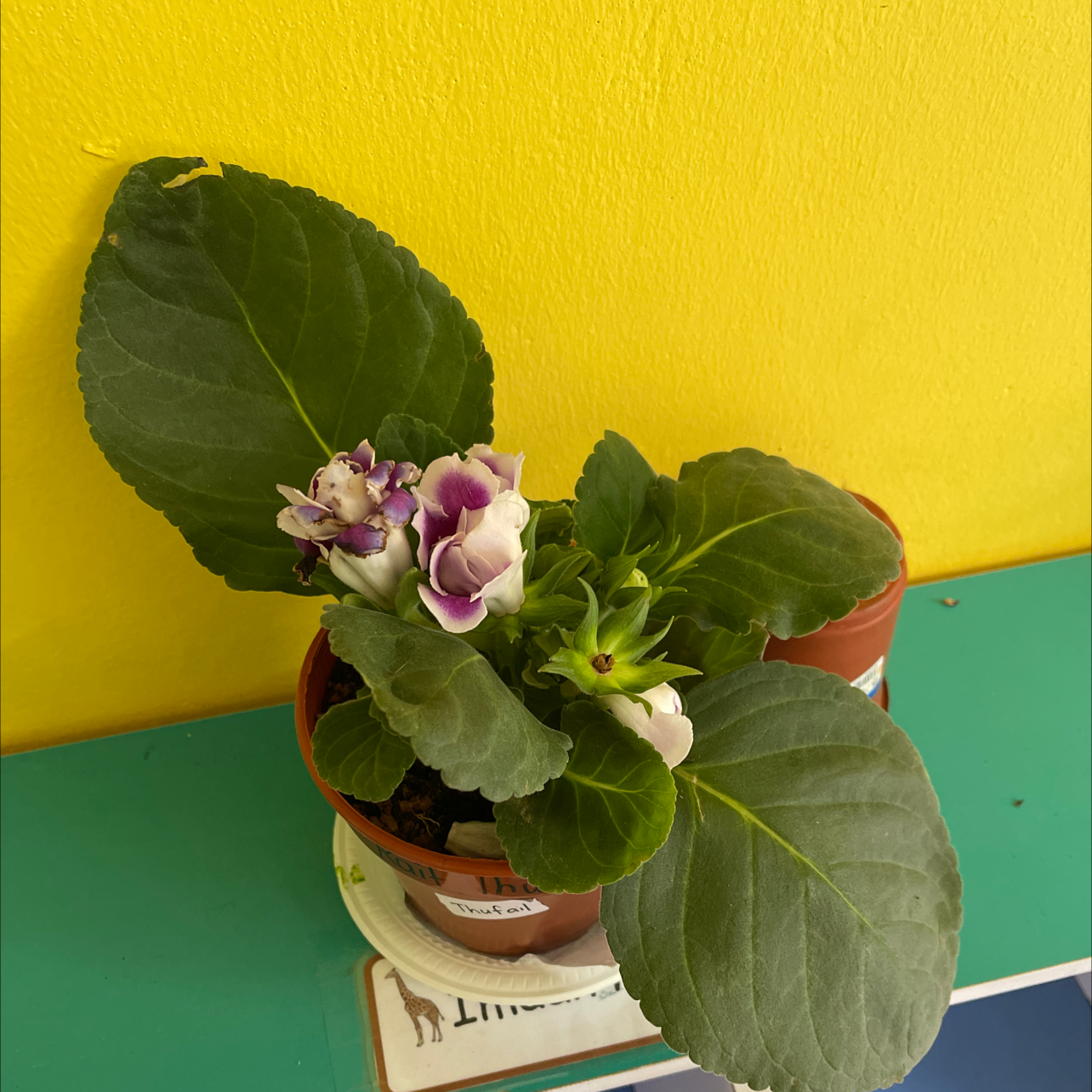 Potted Florist's gloxinia with green leaves and purple and white flowers.