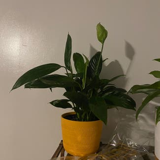Peace Lily plant in Mount Sterling, Kentucky