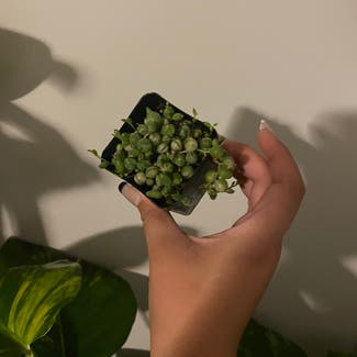 Variegated String of Pearls plant in Mount Sterling, Kentucky