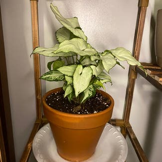 Syngonium 'Holly' plant in Mount Sterling, Kentucky