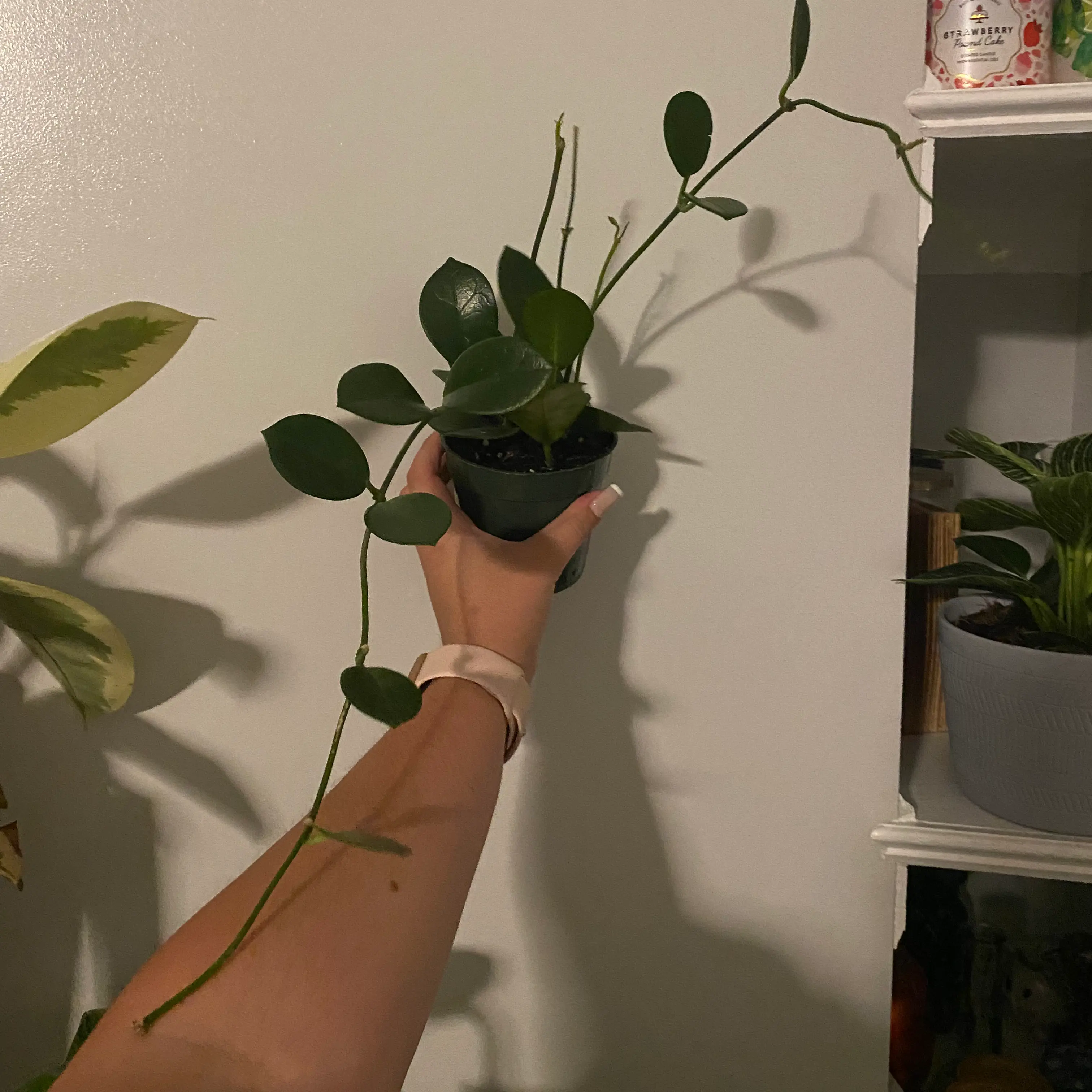 Holly