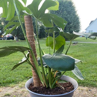 Monstera plant in Mount Sterling, Kentucky
