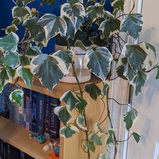 Algerian Ivy plant in Apex, North Carolina