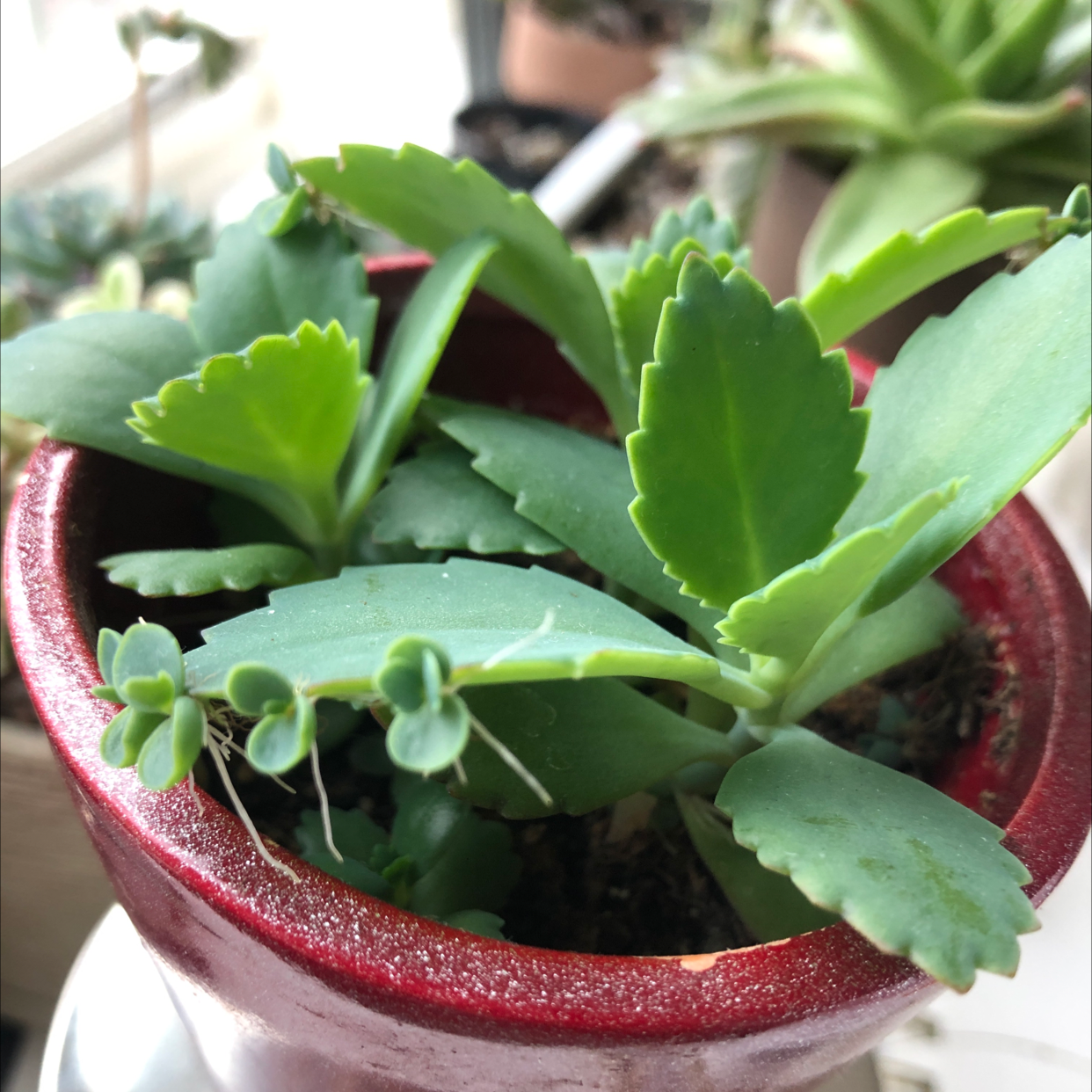 Mother of Thousands plant photo by Olivia named ben on Greg, the plant care app.
