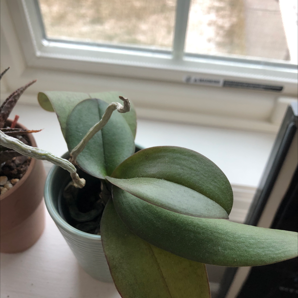 Noble Dendrobium plant with some browning leaves near a window.