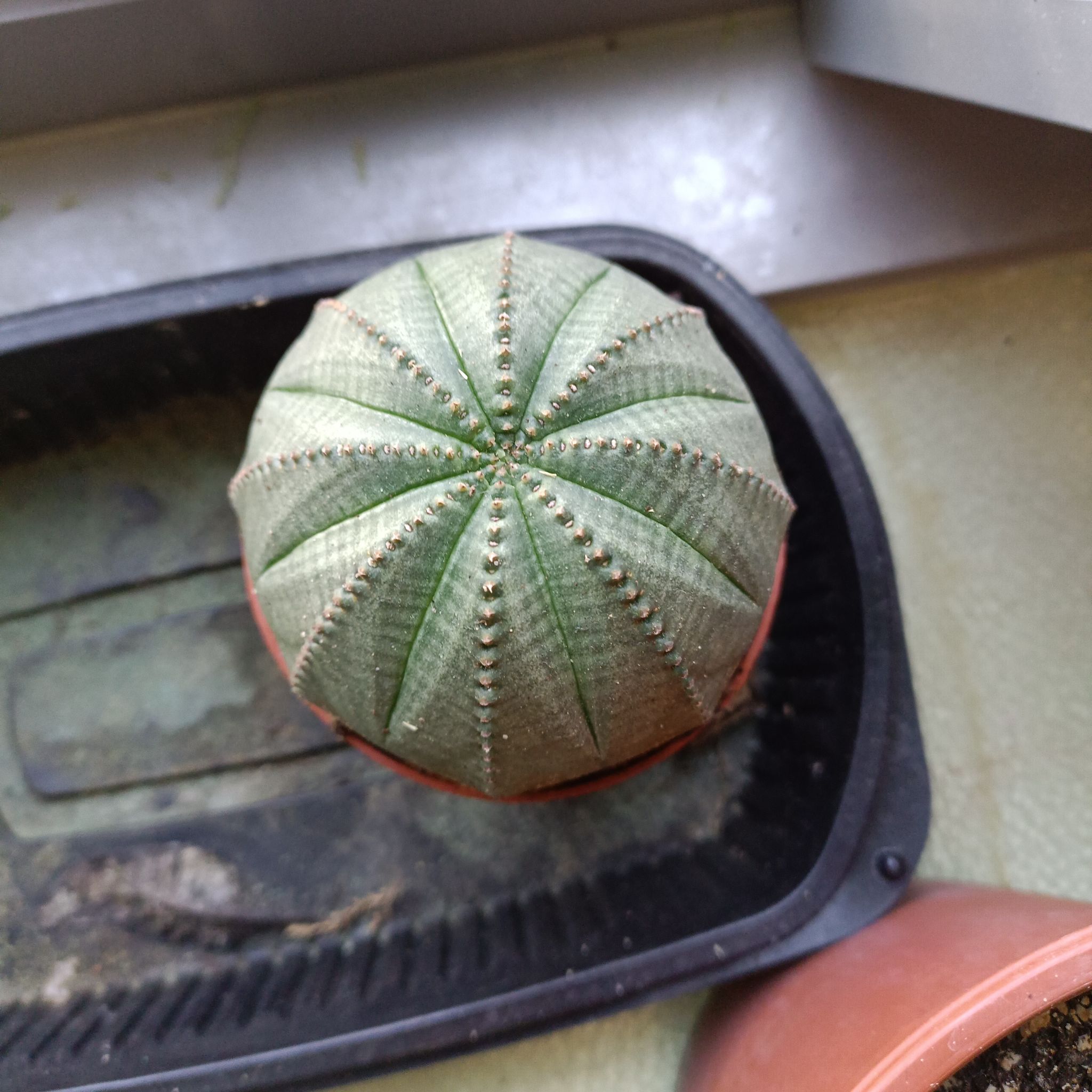 Top view of a healthy Baseball Plant (Euphorbia obesa) in a small pot.