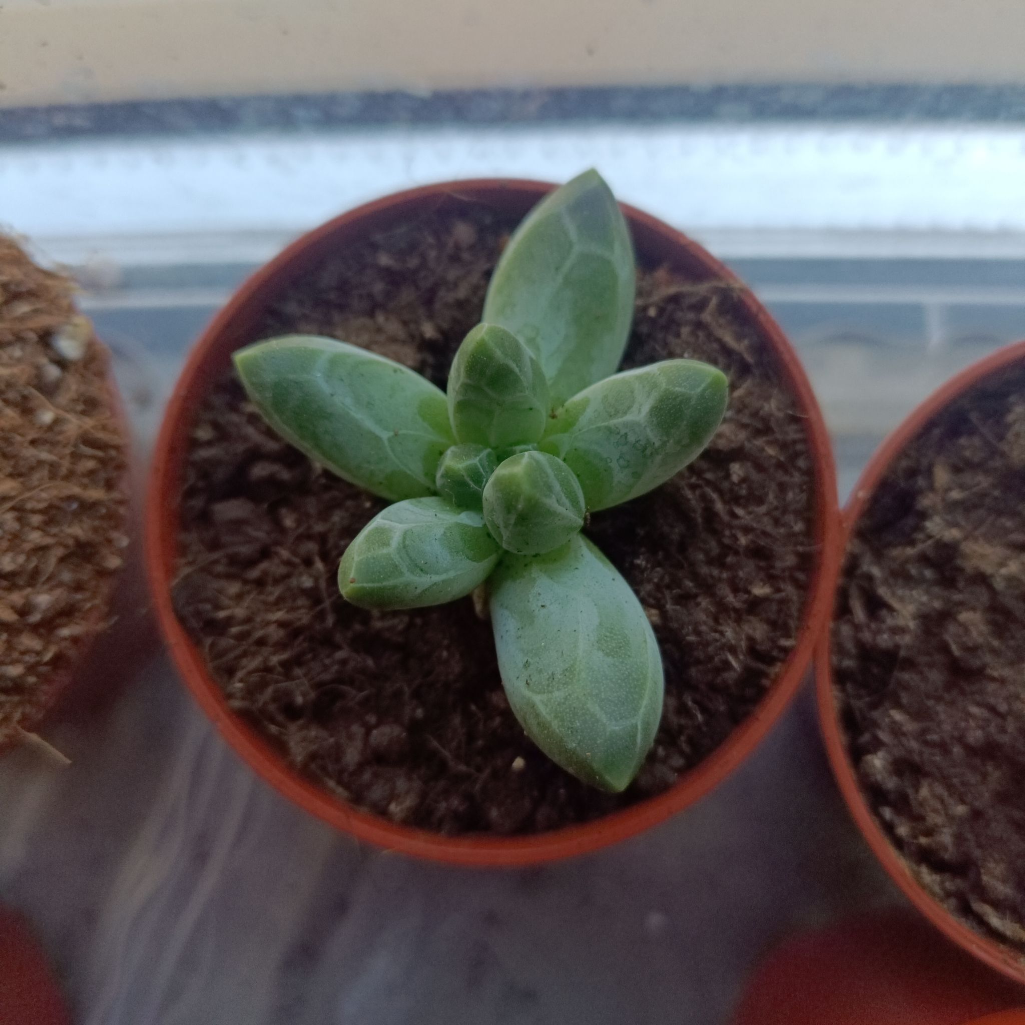 Pachyphytum 'Moon Silver' succulent in a small pot with visible soil.