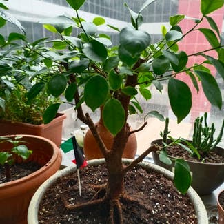 Ficus Ginseng plant in Kuwait City, Al Asimah Governate