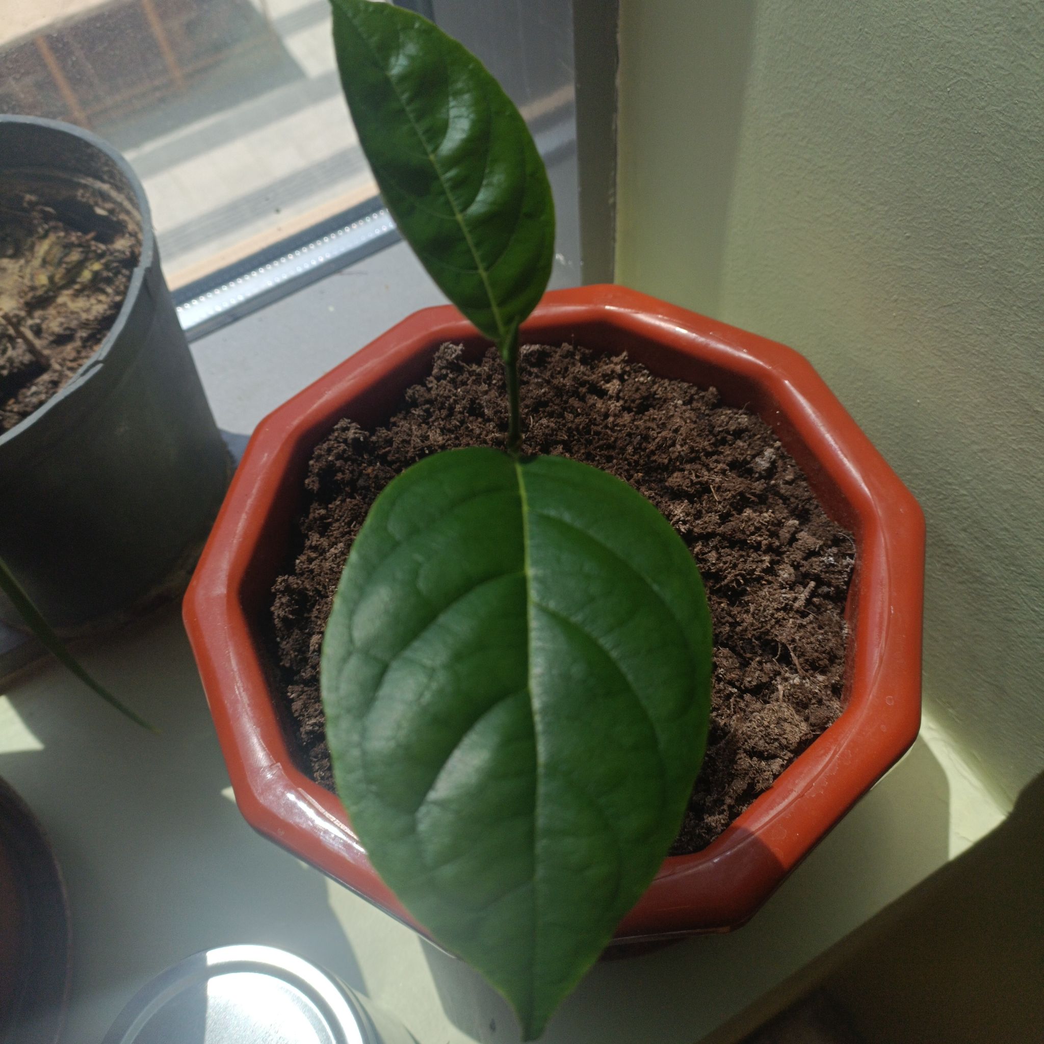 Young Jackfruit plant in a pot with healthy green leaves and visible soil.