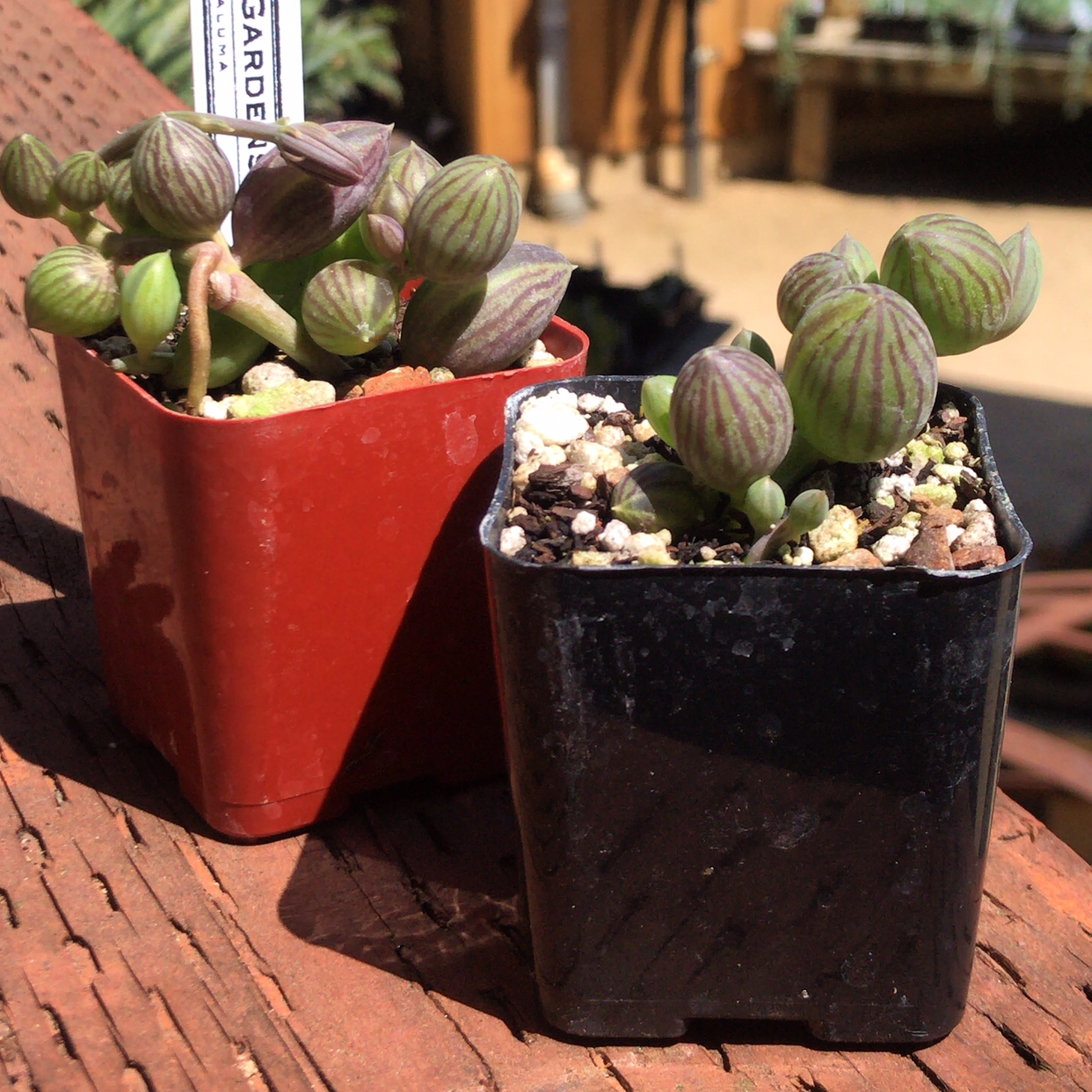 Two small potted String of Watermelons plants with round, striped leaves.