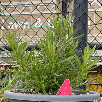 Rosemary plant in Fallston, Maryland