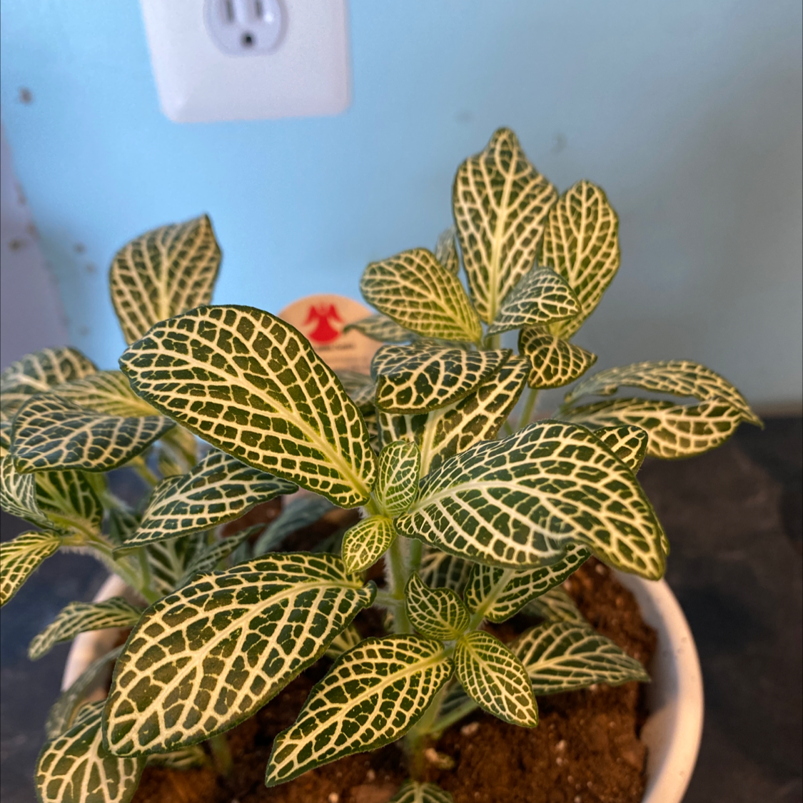 Healthy White Anne Nerve Plant with distinct white veining on green leaves in a pot.