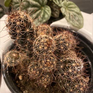 Little Nipple Cactus plant in Fallston, Maryland