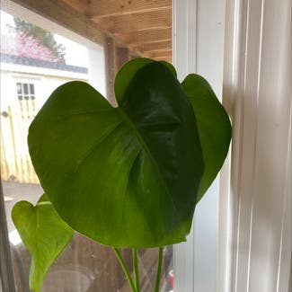 Heartleaf Philodendron plant in Fallston, Maryland