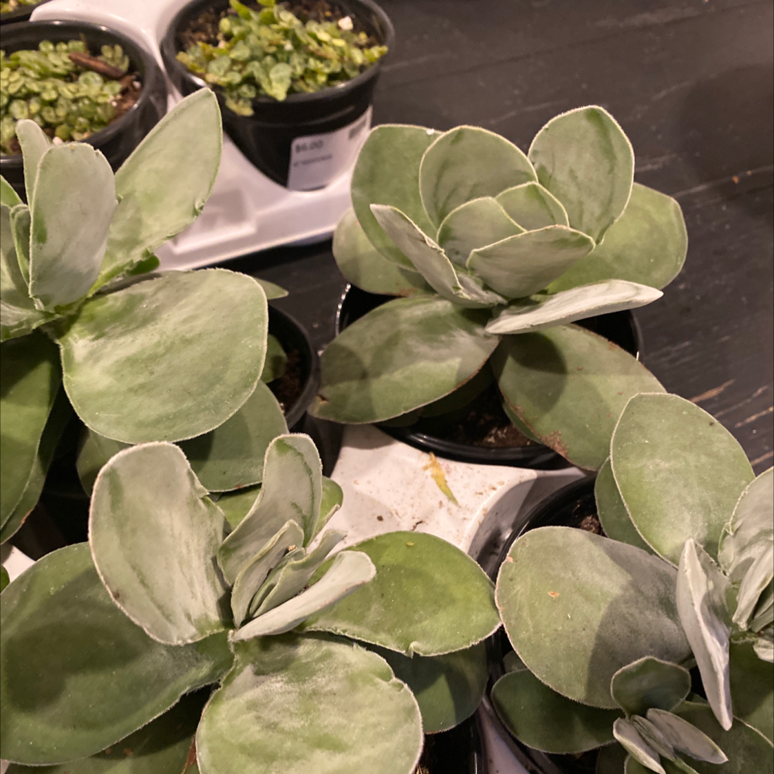 Photo of the plant species Money Plant by @DestinedJonquil named Madonna on Greg, the plant care app