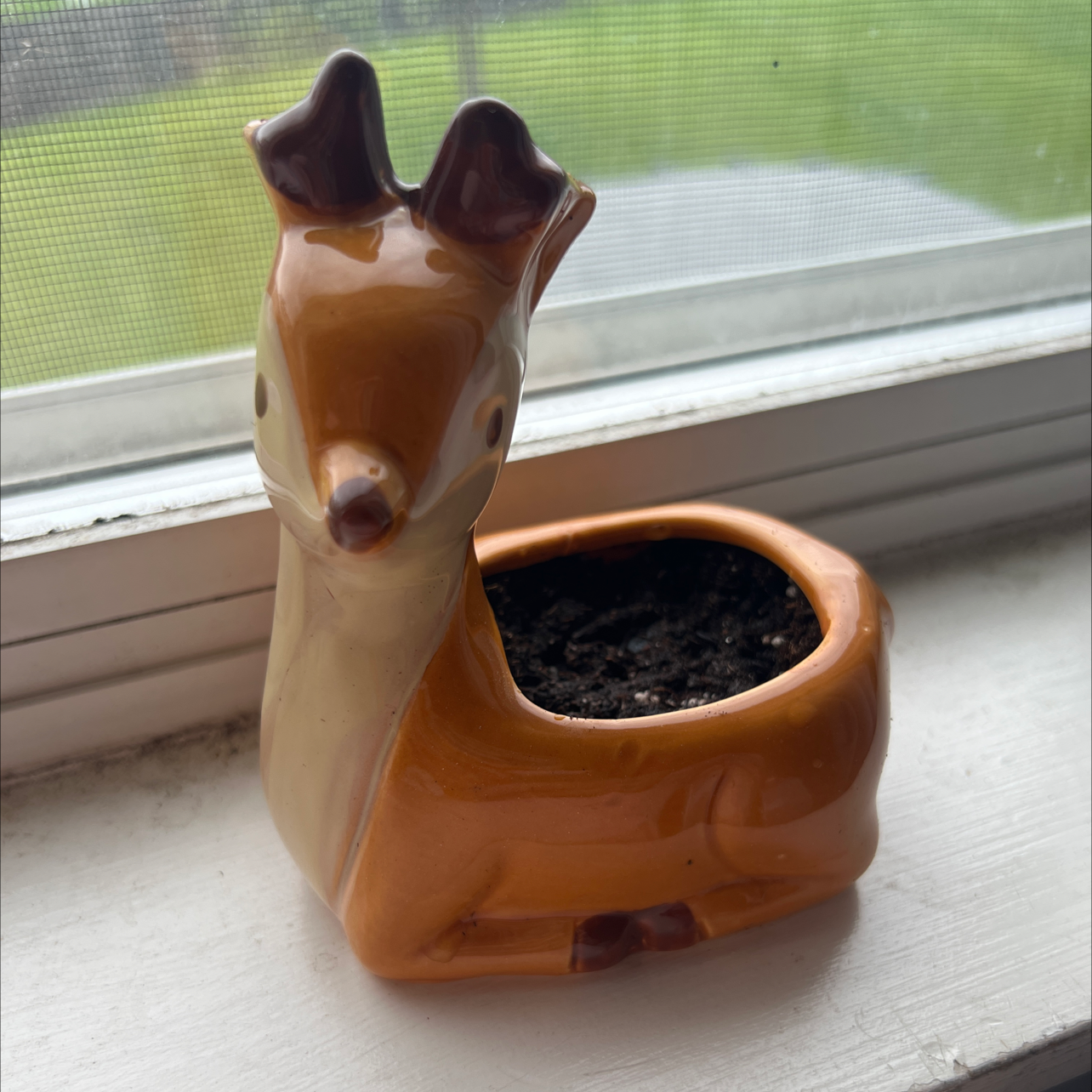 Photo of the plant species Coulter's Snapdragon by @tym named Dexter on Greg, the plant care app