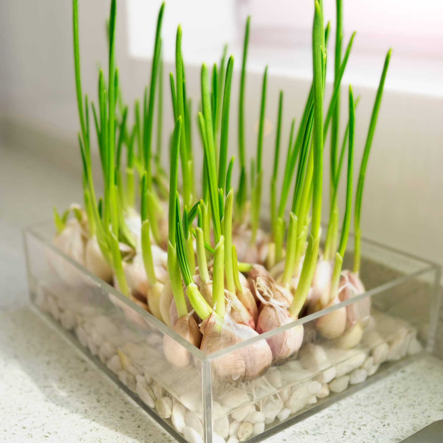 Multiple garlic plants growing in a transparent container with white pebbles.