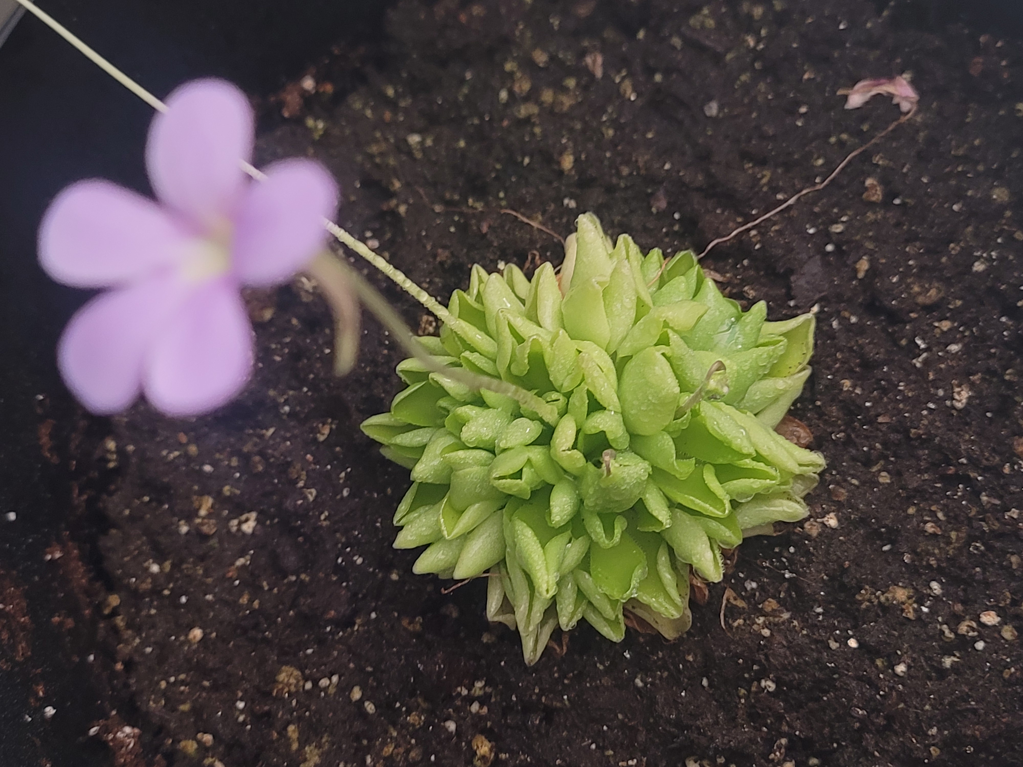 Mexican Butterwort plant with green leaves and a single purple flower in a pot with visible soil.